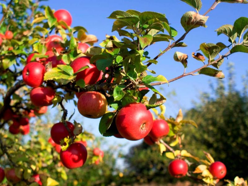 Яблоня купить саженцы из питомнике в Краснотурьинске
