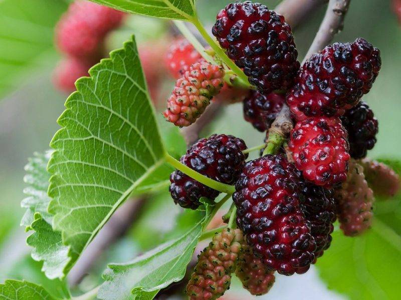 Шелковица купить саженцы из питомнике в Краснотурьинске