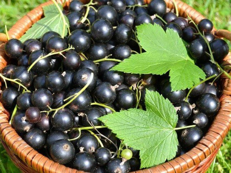 Смородина купить саженцы из питомника в Краснотурьинске