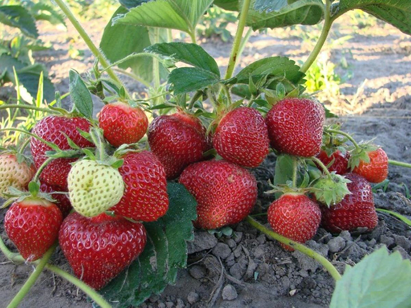 Клубника купить саженцы из питомника в Краснотурьинске