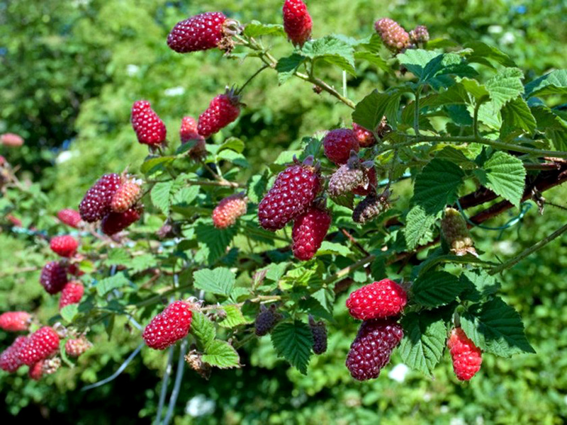 Ежемалина купить саженцы из питомника в Краснотурьинске