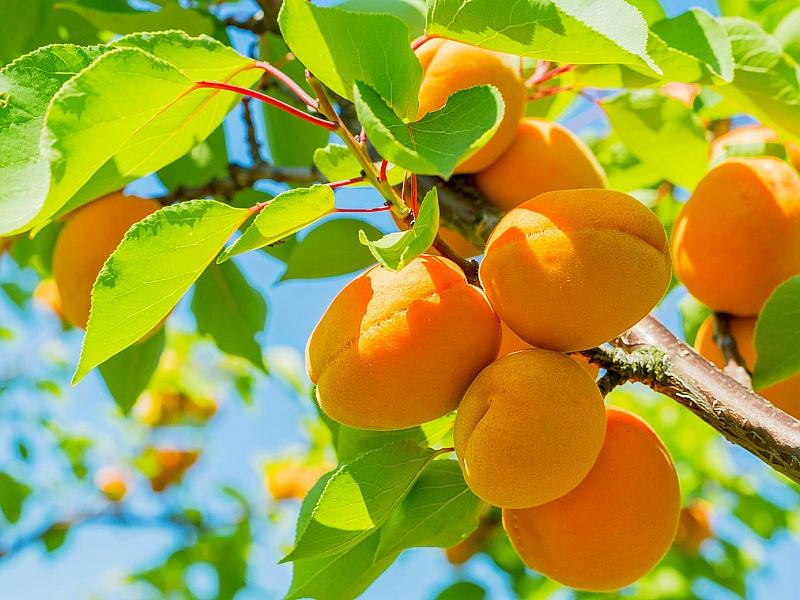 Абрикос купить саженцы из питомнике в Краснотурьинске