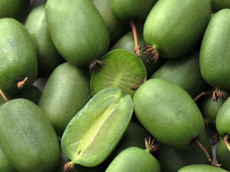 Актинидия купить саженцы из питомнике в Краснотурьинске