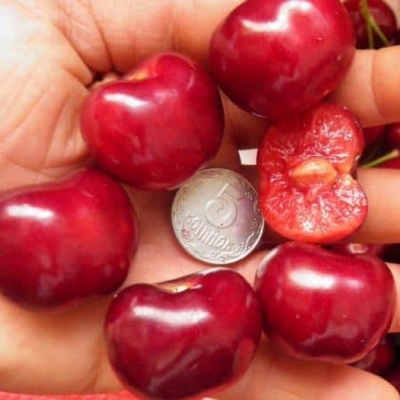 Черешня "СВИТХАРТ"