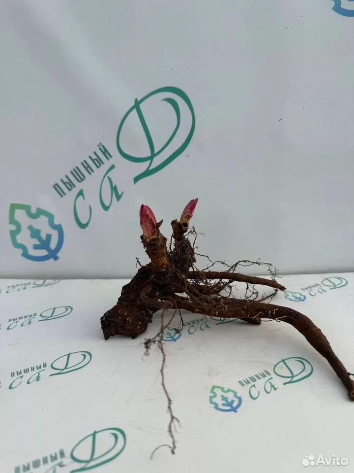 Пион "КИРИНМАРУ"